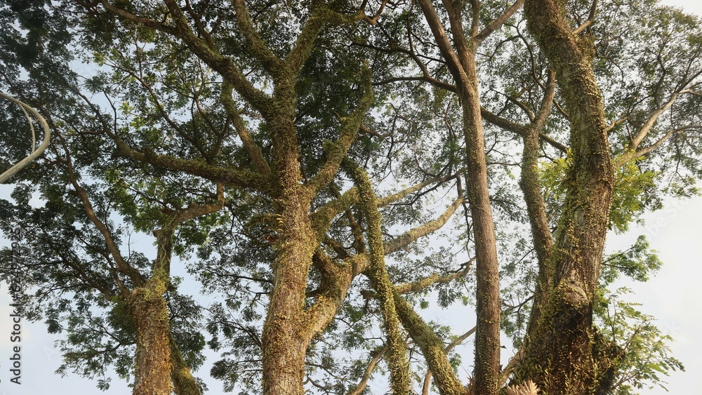 Fototapeta premium Tree trunk against blue sky