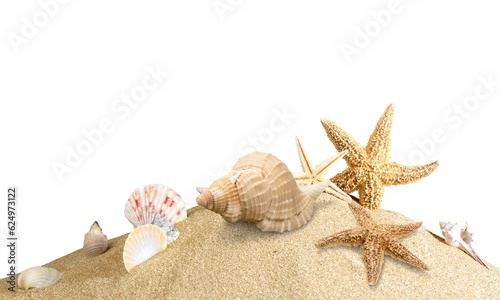Beautiful Sea shells in golden beach sand