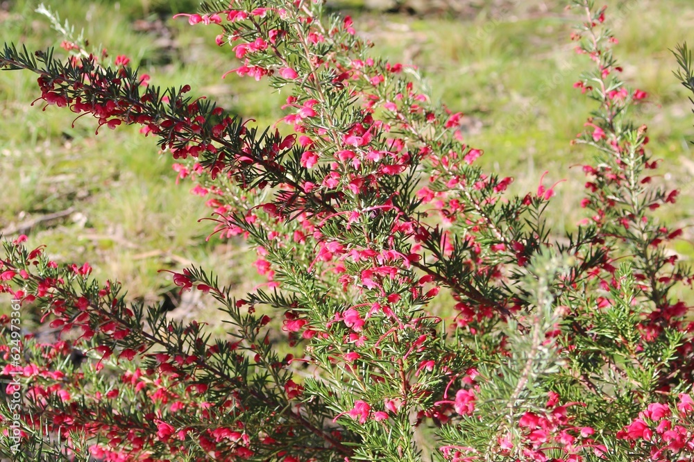 Grevillea preissii in flower, South Australia Grevillea preissii in flower, South Australia