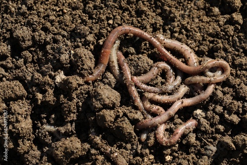 Many worms on wet soil on sunny day, above view