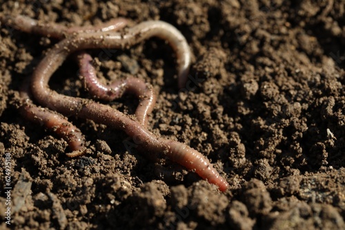 Worms on wet soil on sunny day, closeup