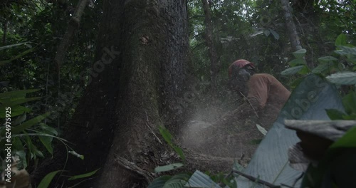 Amazon Rainforest Logger takes Chainsaw to Tree