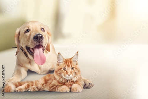 Cute smart domestic dog and cat pets