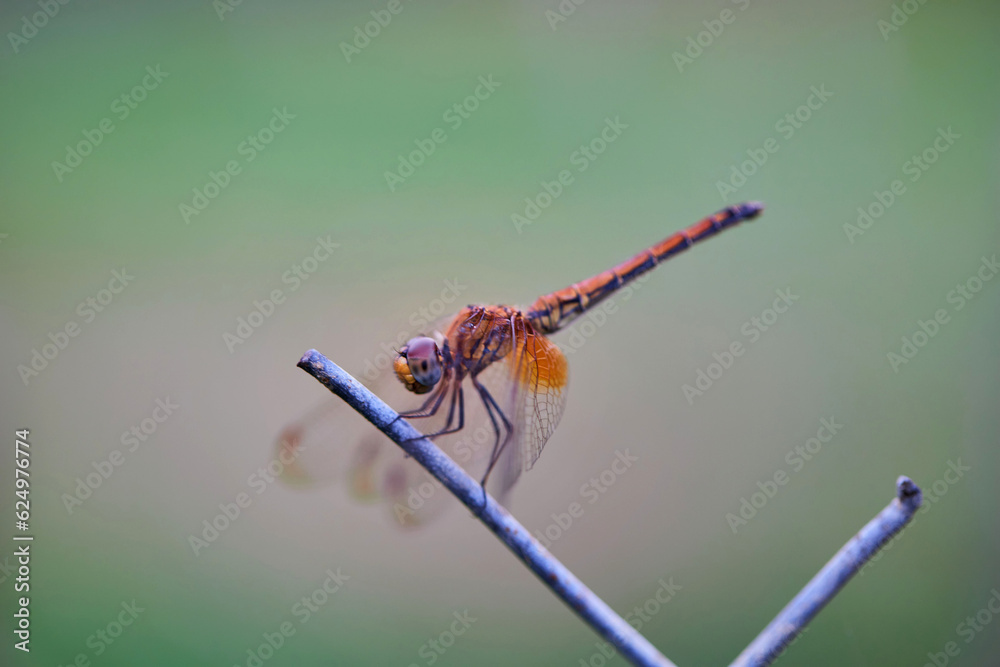 Close-up view of yellow dragonfly perching on dried twig Close-up view of yellow dragonfly perching on dried twig