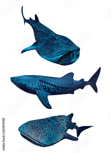 tiburon ballena, vector, mundo marino