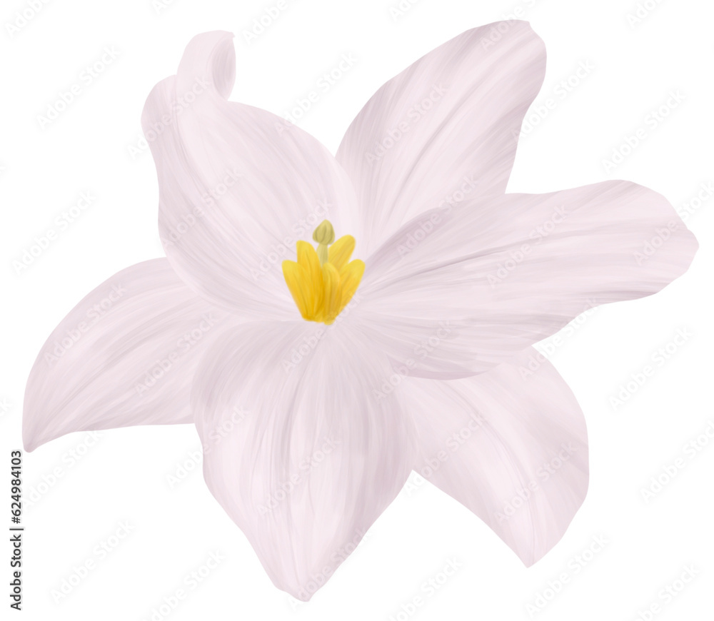 Single Lily Flower with transparent background