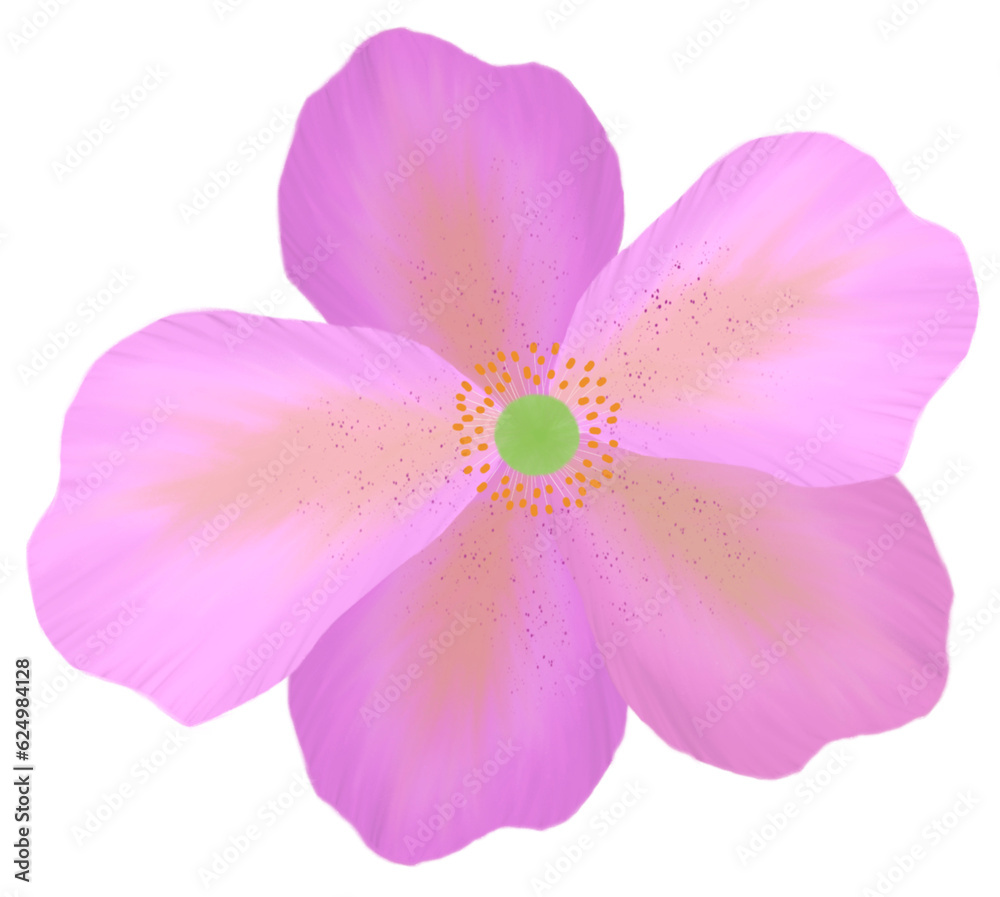Single Pink Purple flower with transparent background Single Pink Purple flower with transparent background