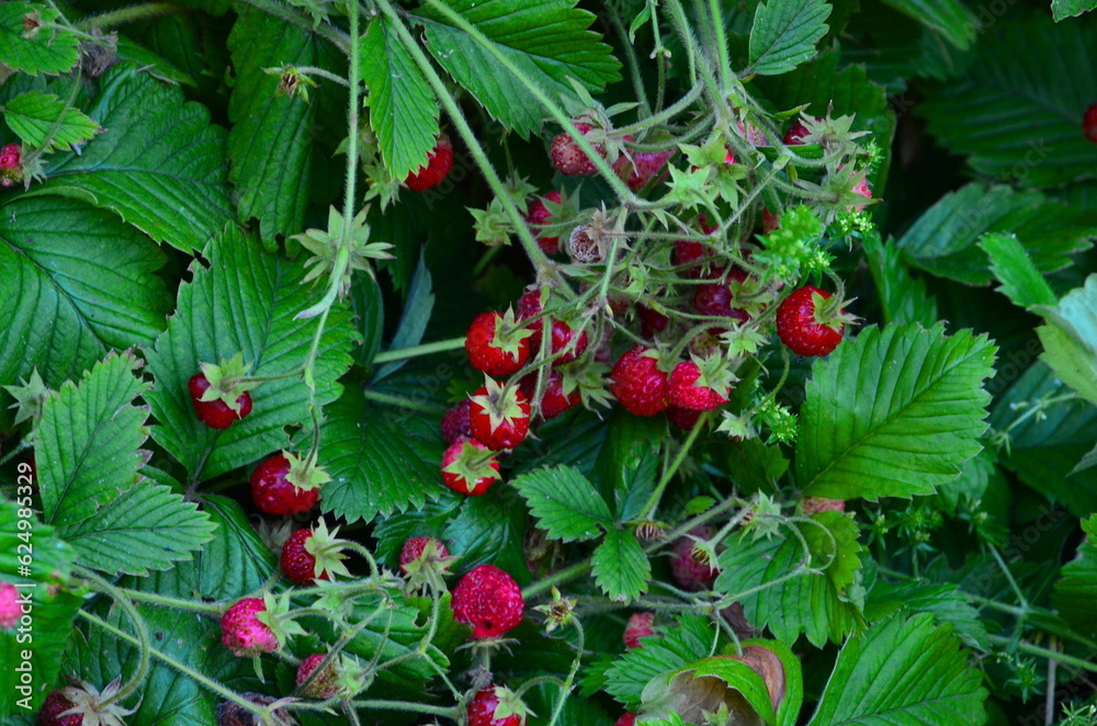 Small ripe strawberries have a delicious aroma.