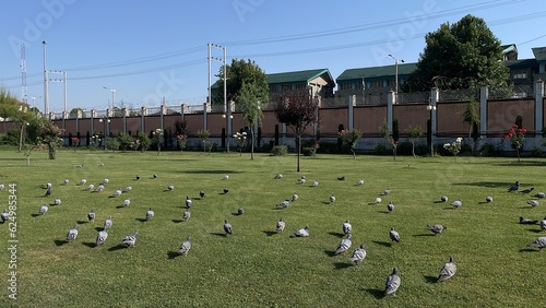 Flying pigeons photo