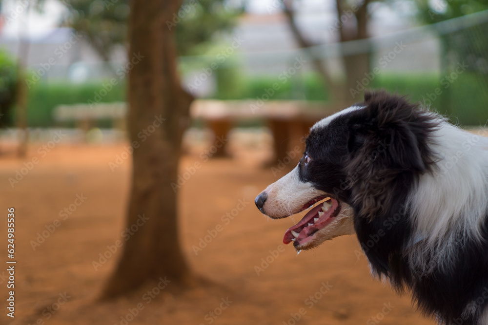 Fototapeta premium Harley, The Border2 