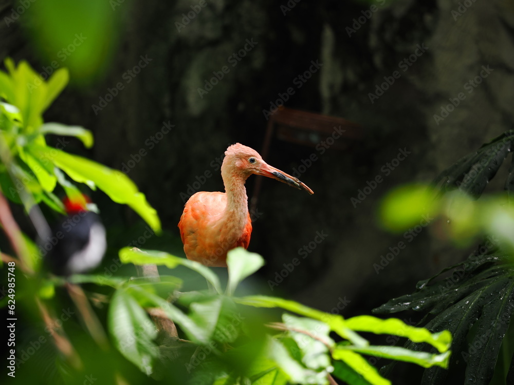 Naklejka premium Scarlet Ibis