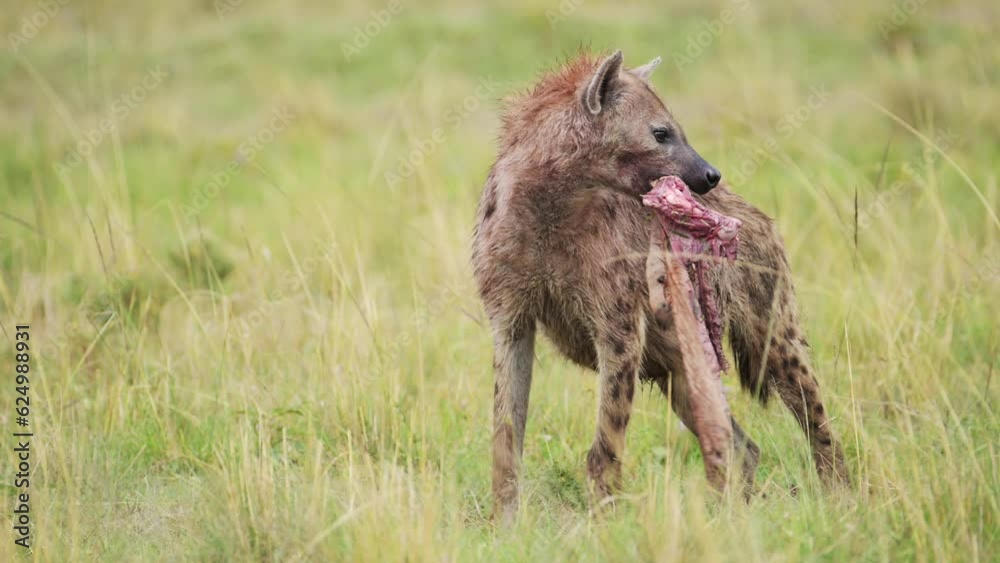 Close up African Wildlife in Maasai Mara National Reserve, Hyena with part of a kill, scavenging for remains, walking with food in its mouth Close up African Wildlife in Maasai Mara National Reserve, Hyena with part of a kill, scavenging for remains, walking with food in its mouth