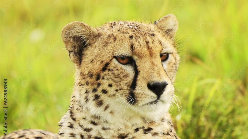 Slow Motion of Cheetah Animals in the Rain, Raining in Rainy Season, Wet Close Up Animal Face Portrait in Masai Mara, Africa on African Wildlife Safari in Maasai Mara, Kenya in Torrential Heavy Rain Slow Motion of Cheetah Animals in the Rain, Raining in Rainy Season, Wet Close Up Animal Face Portrait in Masai Mara, Africa on African Wildlife Safari in Maasai Mara, Kenya in Torrential Heavy Rain
