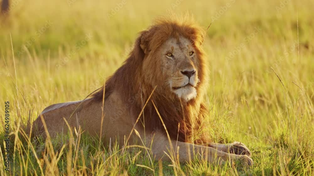 Slow Motion of Africa Wildlife Male lion, African Safari Animals in Maasai Mara in Kenya, Beautiful Portrait in Golden Sunlight, Masai Mara National Reserve, Morning Sunrise Sun Light Slow Motion of Africa Wildlife Male lion, African Safari Animals in Maasai Mara in Kenya, Beautiful Portrait in Golden Sunlight, Masai Mara National Reserve, Morning Sunrise Sun Light