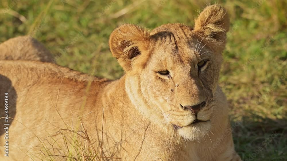 Slow Motion of Lion, Lioness Female African Wildlife Safari Animal in Africa, Maasai Mara in Kenya, Portrait Close Up Detail of Face and Eyes in Beautiful Masai Mara, Big Five Predator Slow Motion of Lion, Lioness Female African Wildlife Safari Animal in Africa, Maasai Mara in Kenya, Portrait Close Up Detail of Face and Eyes in Beautiful Masai Mara, Big Five Predator