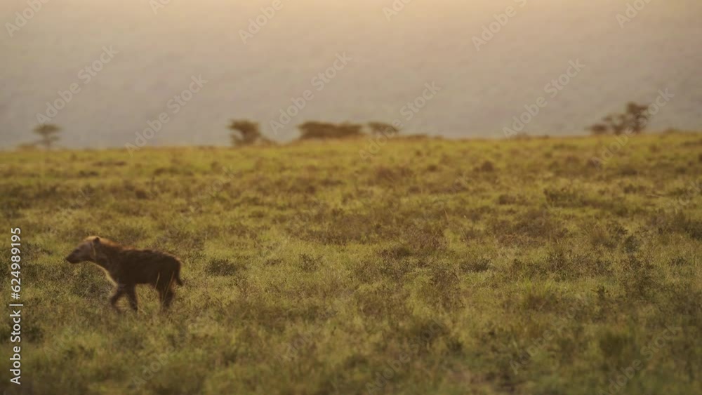 Slow Motion Shot of African Wildlife Hyena in Maasai Mara National Reserve walking across the empty plains of Kenya, Africa Safari Animals in Masai Mara North Conservancy Slow Motion Shot of African Wildlife Hyena in Maasai Mara National Reserve walking across the empty plains of Kenya, Africa Safari Animals in Masai Mara North Conservancy