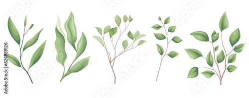 Vector Grass Set. Different eucalyptus sprigs, green plants and leaves on a white background . Vector illustration