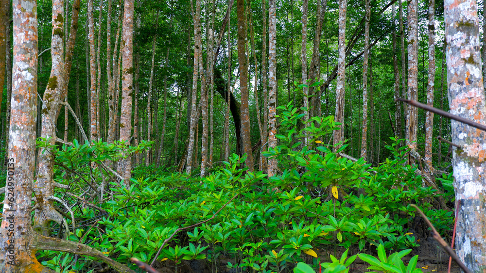 Nature Reserve In A Tropical Mangrove Forest With Dense And Lush Trees Nature Reserve In A Tropical Mangrove Forest With Dense And Lush Trees