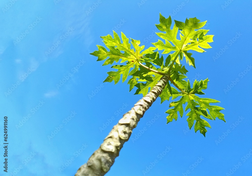 A small papaya tree against blue sky A small papaya tree against blue sky