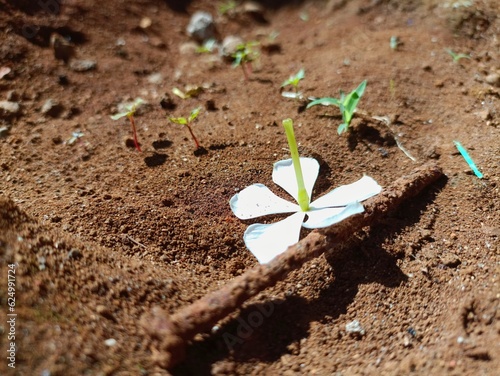 A flower on top of rusty nail.