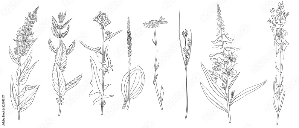 set of field flowers, vector drawing wild plants at white background, monochrome line floral elements, hand drawn botanical illustration