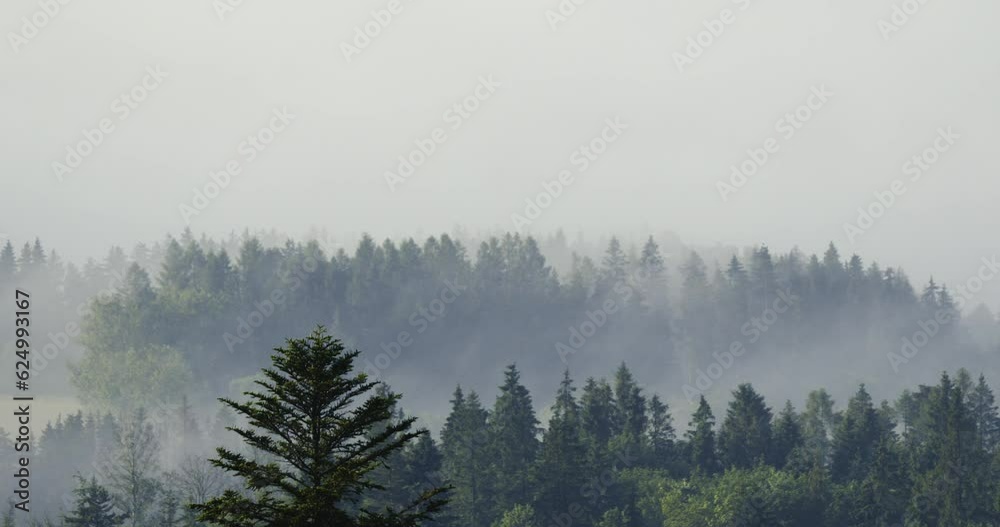 Timelapse. Morning mist rolling over coniferous forests.