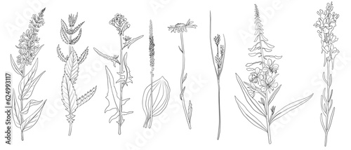 set of field flowers, vector drawing wild plants at white background, monochrome line floral elements, hand drawn botanical illustration