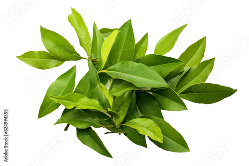 Green tea leaves. isolated object, transparent background