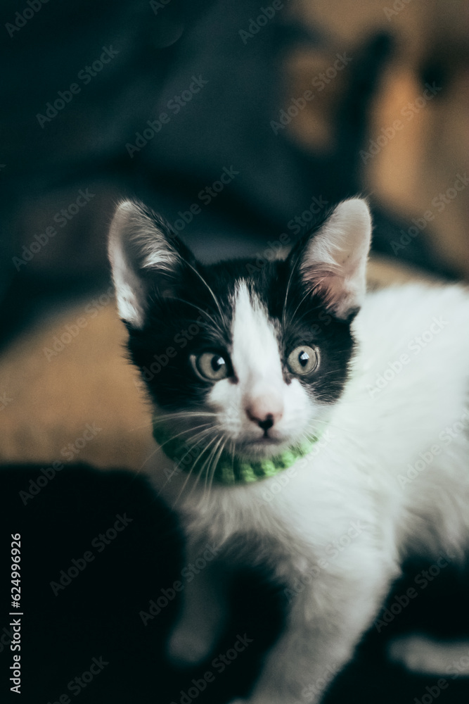black and white cat