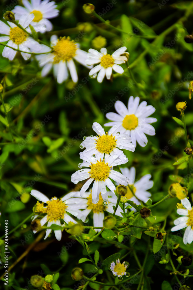 White daisy flowers on the plants in the garden after raining, daisy flowers with rain drops White daisy flowers on the plants in the garden after raining, daisy flowers with rain drops