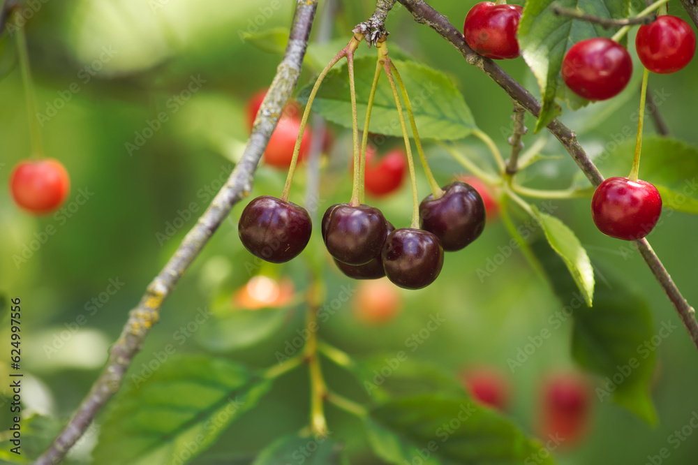 Obraz premium A group of ripening cherries on a tree in close up