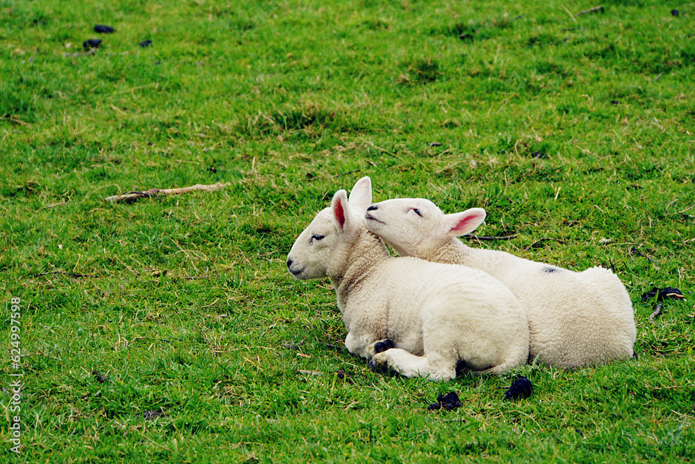 Sheep in Pair