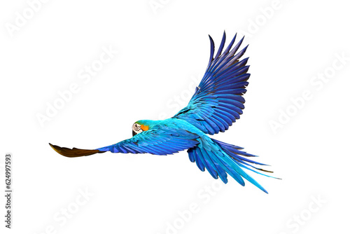 Obraz na plátne Gracefully flying parrot isolated on transparent background png file