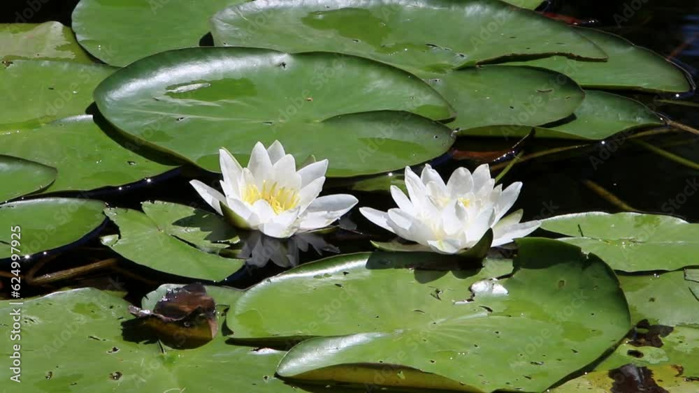 Two White Water-Lily flowers. Summer. England. UK