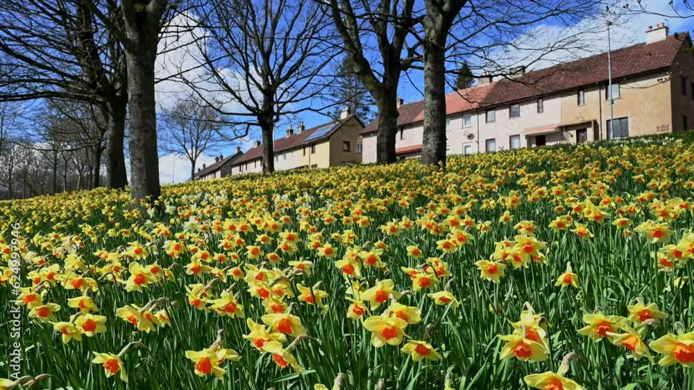 Field of yellow orange daffodils in front of row of houses, Scotland Field of yellow orange daffodils in front of row of houses, Scotland