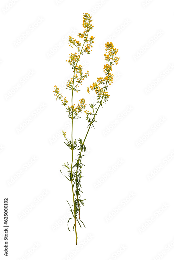A wild plant lady's bedstraw with yellow flowers  isolated on transparent background. 