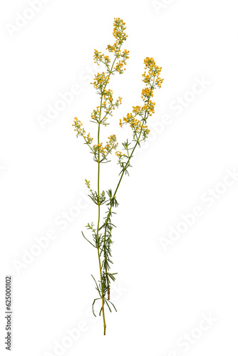 A wild plant lady's bedstraw with yellow flowers  isolated on transparent background. 