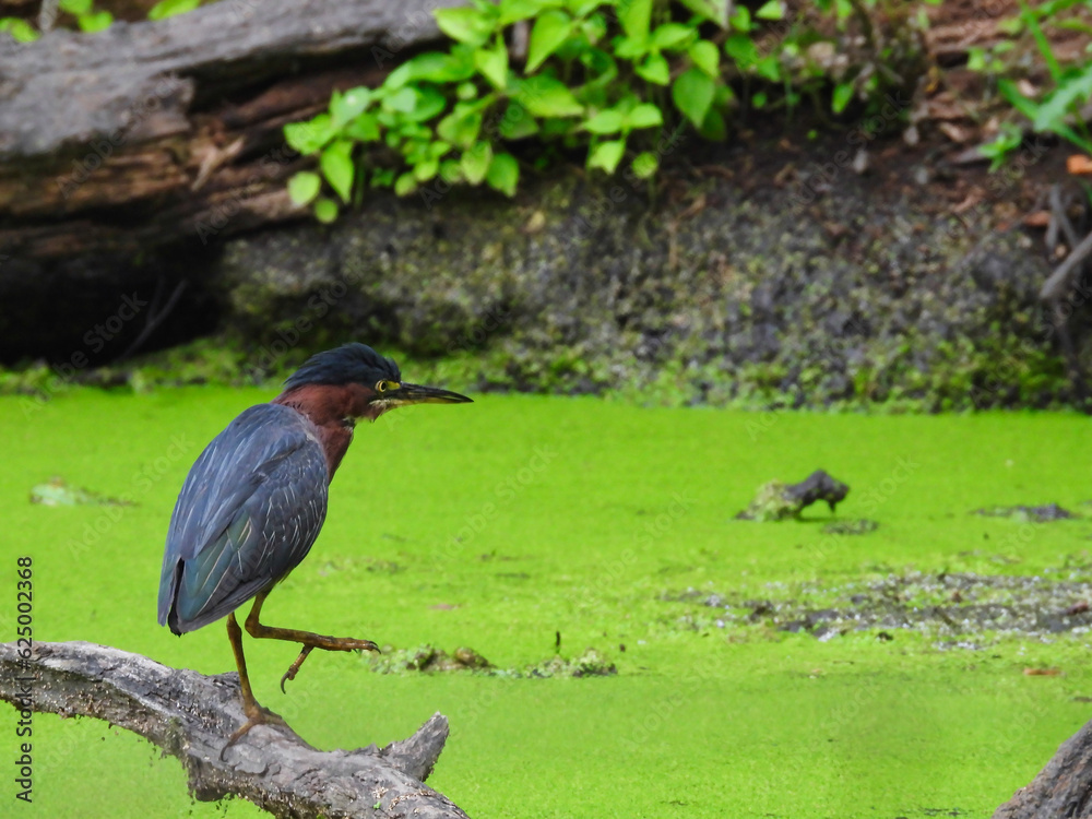Green Heron Stands on a Fallen Tree Branch Hunting a Duckweed Filled Pond Green Heron Stands on a Fallen Tree Branch Hunting a Duckweed Filled Pond