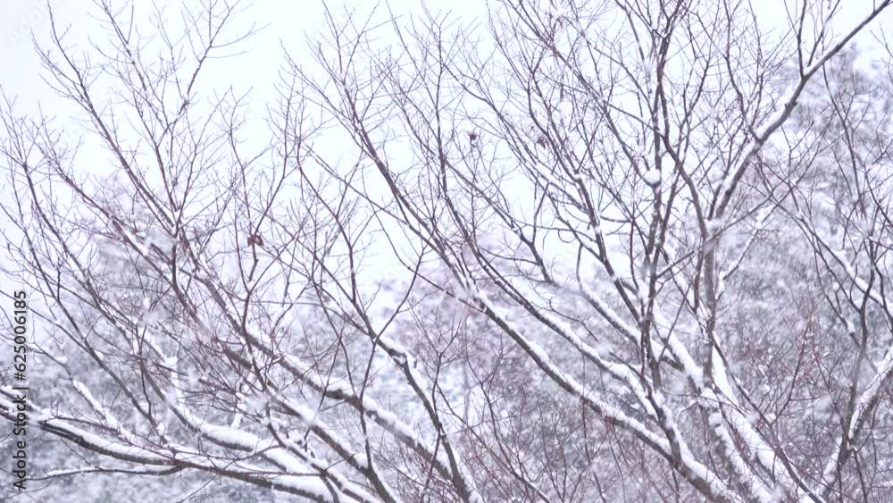 Slow motion shot of snowing background, winter scenery with snowfall. 4K Slow motion shot of snowing background, winter scenery with snowfall. 4K