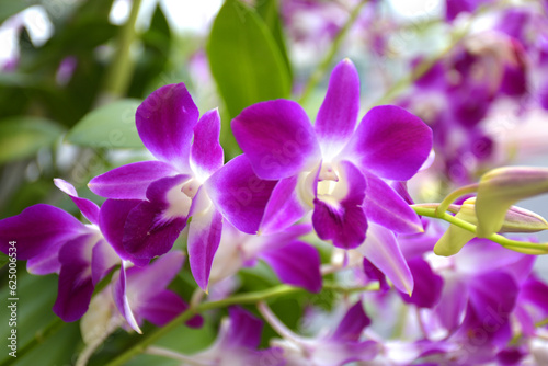 purple orchid flower blooming in garden Bangkok Thailand