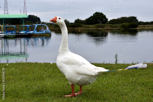 岸辺のガチョウ