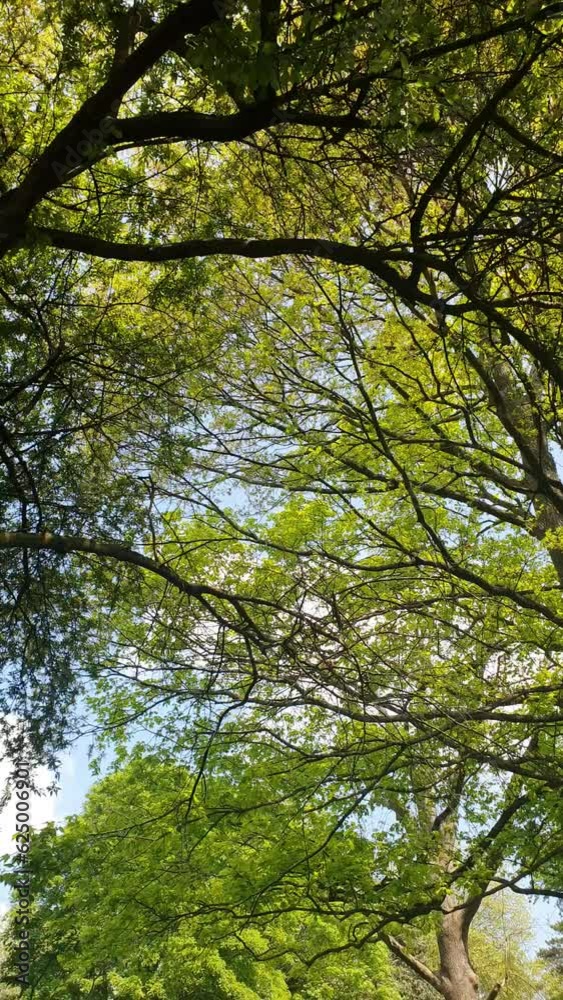 Trees and nature in Bristol, England. Trees and nature in Bristol, England.