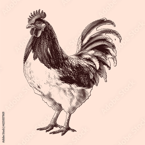 Chicken vintage engraving illustration. Vector hen what standing side view. Farm animal sketch illustration. Hand drawn engraving style vector illustration.