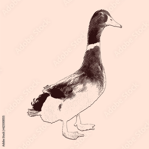 Duck vintage engraving illustration. Vector hen what standing side view. Farm animal sketch illustration. Hand drawn engraving style vector illustration.