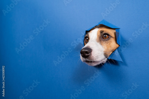 Funny dog jack russell terrier leans out of a hole in a paper blue background. 