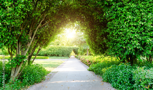 Foto Green archway in the park at summer time