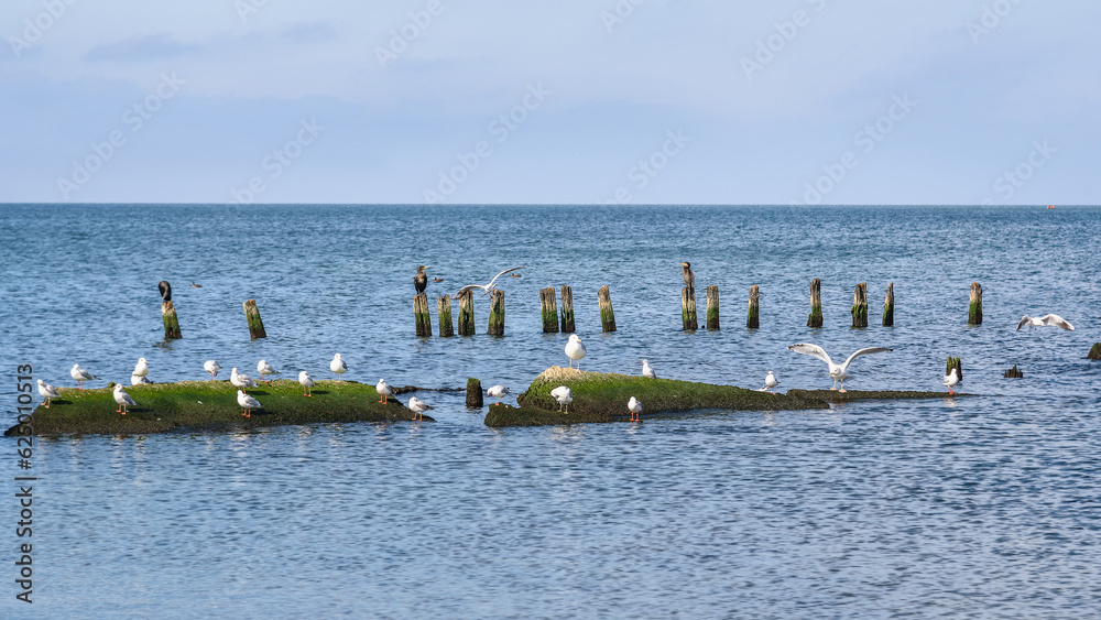 Seagulls sit on stones on Vistula Spit. Baltiysk. Russia