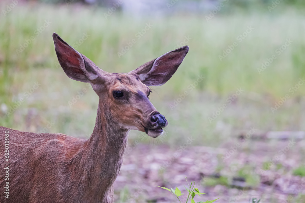 Young cure wild deer