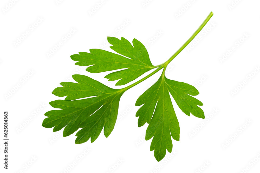 Fresh parsley leaf isolated on white background, top view. Green