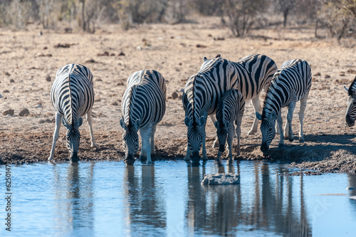 A group of Burchell s Plains zebra -Equus quagga burchelli- drinking from a waterhole in Etosha National Park  Namibia.